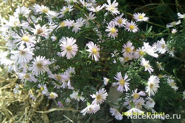 Eva1949 - Дом мечты-души моей воспоминания; 1Abrikoska - Мой гостеприимный дом