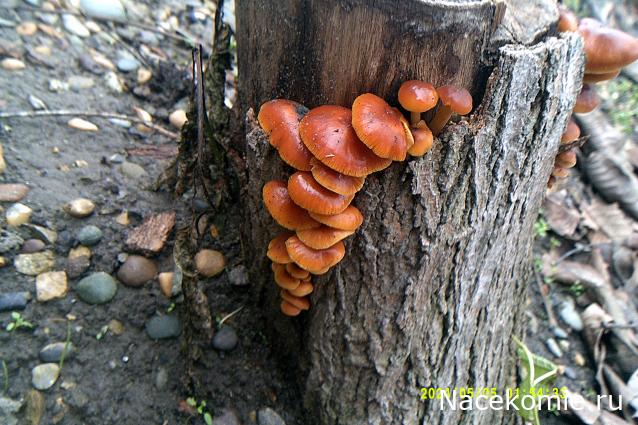 Eva1949 - Дом мечты-души моей воспоминания; 1Abrikoska - Мой гостеприимный дом