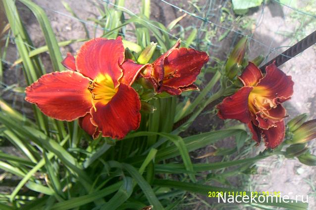 Eva1949 - Дом мечты-души моей воспоминания; 1Abrikoska - Мой гостеприимный дом