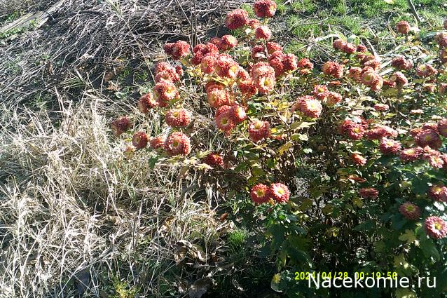 Eva1949 - Дом мечты-души моей воспоминания; 1Abrikoska - Мой гостеприимный дом