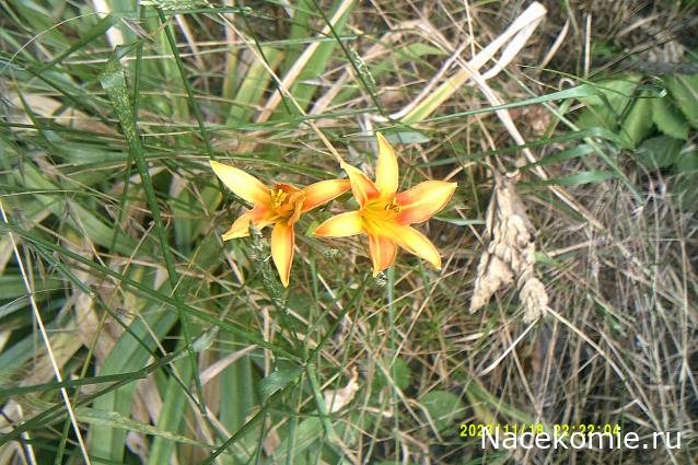 Eva1949 - Дом мечты-души моей воспоминания; 1Abrikoska - Мой гостеприимный дом