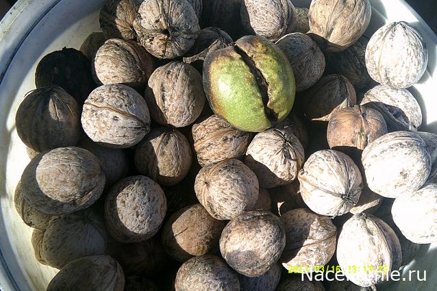 Eva1949 - Дом мечты-души моей воспоминания; 1Abrikoska - Мой гостеприимный дом