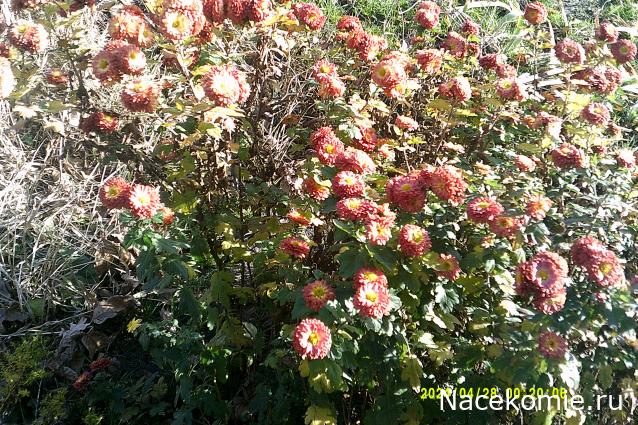 Eva1949 - Дом мечты-души моей воспоминания; 1Abrikoska - Мой гостеприимный дом