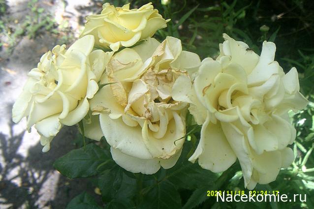 Eva1949 - Дом мечты-души моей воспоминания; 1Abrikoska - Мой гостеприимный дом