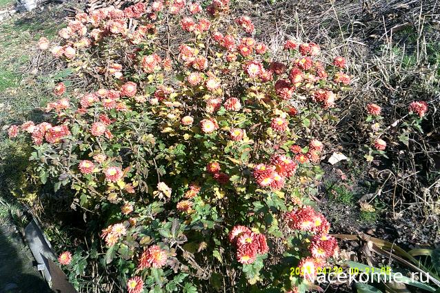 Eva1949 - Дом мечты-души моей воспоминания; 1Abrikoska - Мой гостеприимный дом