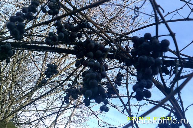 Eva1949 - Дом мечты-души моей воспоминания; 1Abrikoska - Мой гостеприимный дом