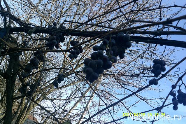 Eva1949 - Дом мечты-души моей воспоминания; 1Abrikoska - Мой гостеприимный дом