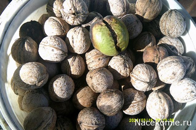 Eva1949 - Дом мечты-души моей воспоминания; 1Abrikoska - Мой гостеприимный дом