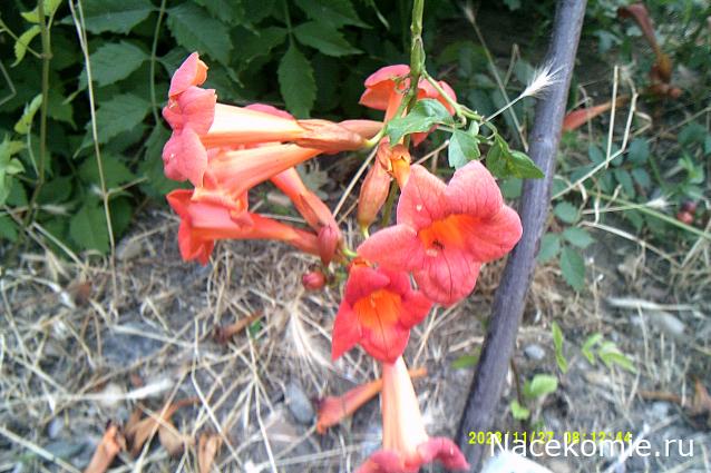 Eva1949 - Дом мечты-души моей воспоминания; 1Abrikoska - Мой гостеприимный дом