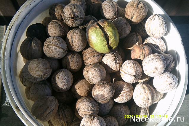 Eva1949 - Дом мечты-души моей воспоминания; 1Abrikoska - Мой гостеприимный дом