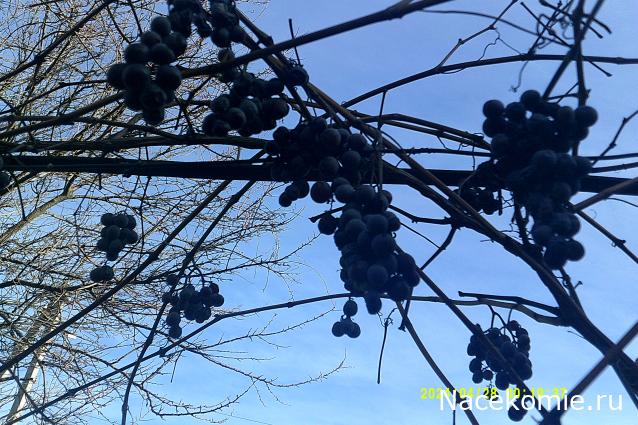 Eva1949 - Дом мечты-души моей воспоминания; 1Abrikoska - Мой гостеприимный дом