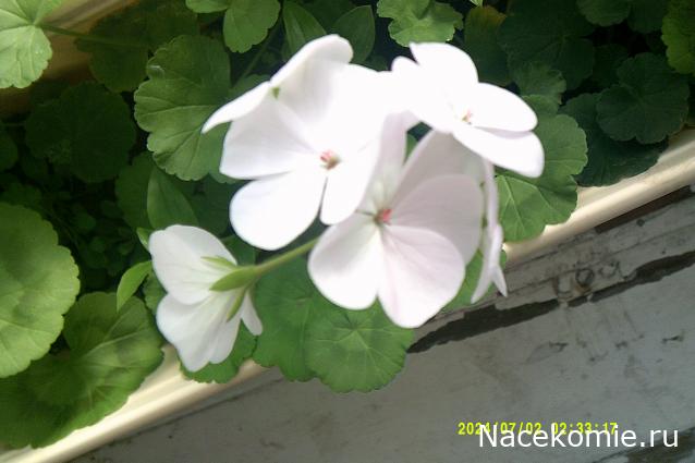 Eva1949 - Дом мечты-души моей воспоминания; 1Abrikoska - Мой гостеприимный дом