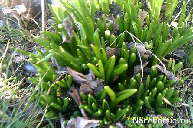 Eva1949 - Дом мечты-души моей воспоминания; 1Abrikoska - Мой гостеприимный дом