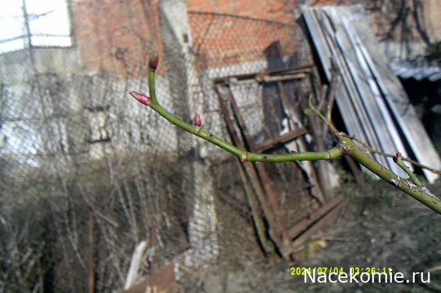 Eva1949 - Дом мечты-души моей воспоминания; 1Abrikoska - Мой гостеприимный дом