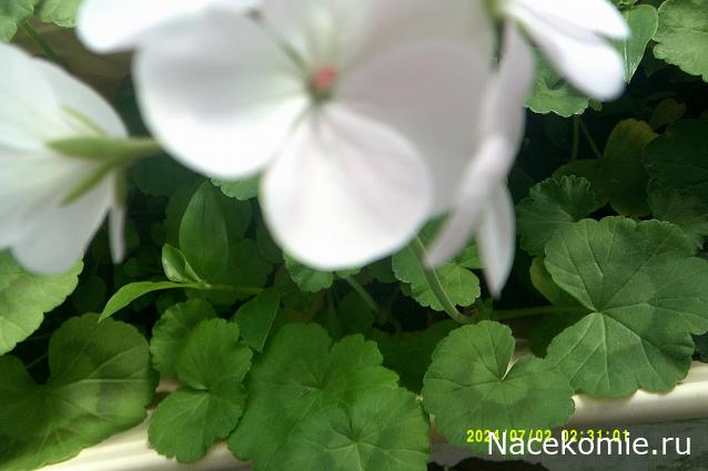 Eva1949 - Дом мечты-души моей воспоминания; 1Abrikoska - Мой гостеприимный дом