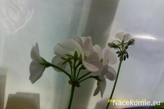 Eva1949 - Дом мечты-души моей воспоминания; 1Abrikoska - Мой гостеприимный дом