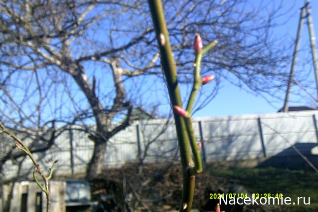 Eva1949 - Дом мечты-души моей воспоминания; 1Abrikoska - Мой гостеприимный дом