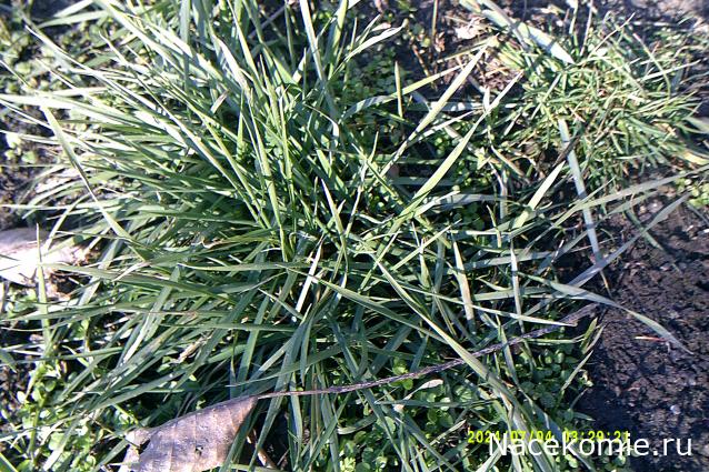 Eva1949 - Дом мечты-души моей воспоминания; 1Abrikoska - Мой гостеприимный дом