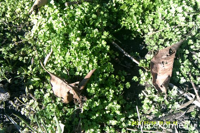 Eva1949 - Дом мечты-души моей воспоминания; 1Abrikoska - Мой гостеприимный дом