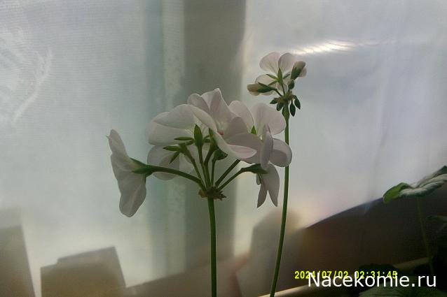 Eva1949 - Дом мечты-души моей воспоминания; 1Abrikoska - Мой гостеприимный дом