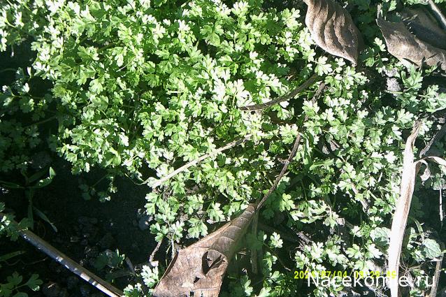 Eva1949 - Дом мечты-души моей воспоминания; 1Abrikoska - Мой гостеприимный дом