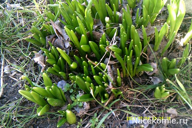 Eva1949 - Дом мечты-души моей воспоминания; 1Abrikoska - Мой гостеприимный дом