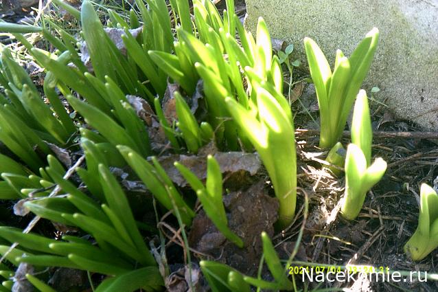 Eva1949 - Дом мечты-души моей воспоминания; 1Abrikoska - Мой гостеприимный дом