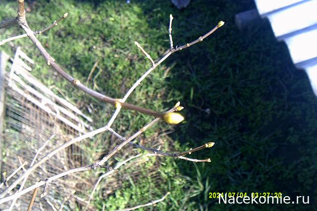 Eva1949 - Дом мечты-души моей воспоминания; 1Abrikoska - Мой гостеприимный дом