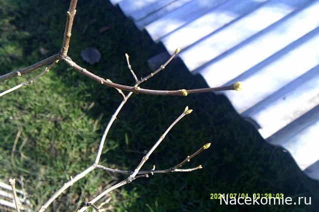 Eva1949 - Дом мечты-души моей воспоминания; 1Abrikoska - Мой гостеприимный дом