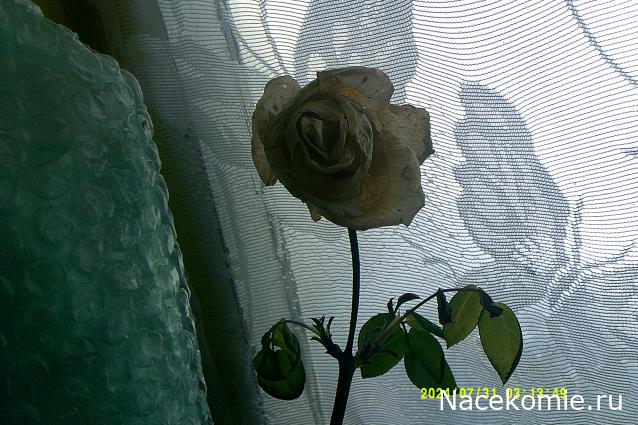 Eva1949 - Дом мечты-души моей воспоминания; 1Abrikoska - Мой гостеприимный дом