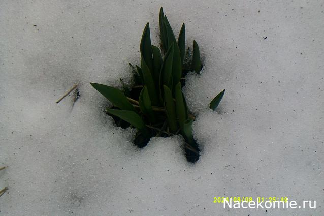 Eva1949 - Дом мечты-души моей воспоминания; 1Abrikoska - Мой гостеприимный дом