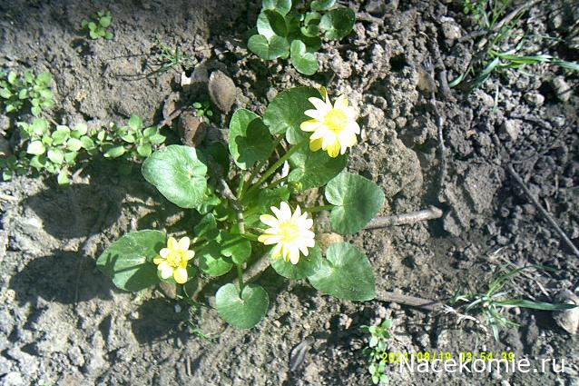 Eva1949 - Дом мечты-души моей воспоминания; 1Abrikoska - Мой гостеприимный дом
