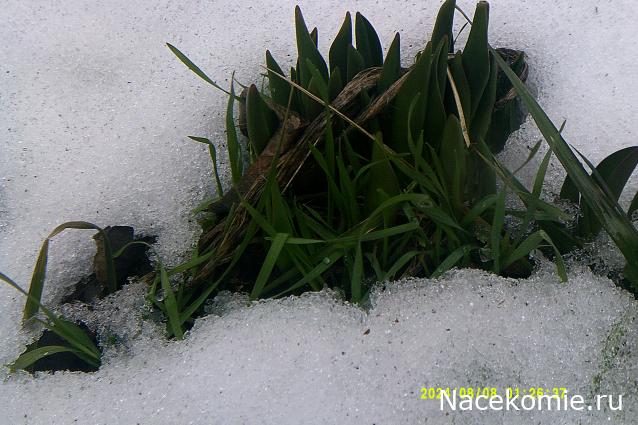 Eva1949 - Дом мечты-души моей воспоминания; 1Abrikoska - Мой гостеприимный дом