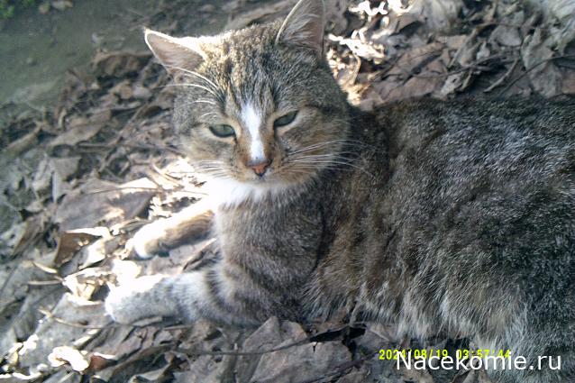 Eva1949 - Дом мечты-души моей воспоминания; 1Abrikoska - Мой гостеприимный дом