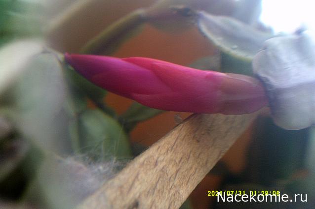 Eva1949 - Дом мечты-души моей воспоминания; 1Abrikoska - Мой гостеприимный дом