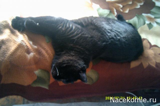 Eva1949 - Дом мечты-души моей воспоминания; 1Abrikoska - Мой гостеприимный дом