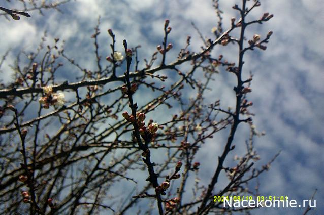 Eva1949 - Дом мечты-души моей воспоминания; 1Abrikoska - Мой гостеприимный дом