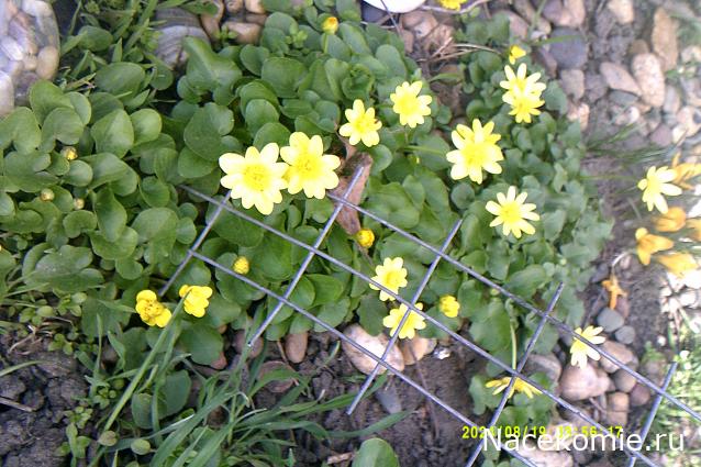 Eva1949 - Дом мечты-души моей воспоминания; 1Abrikoska - Мой гостеприимный дом