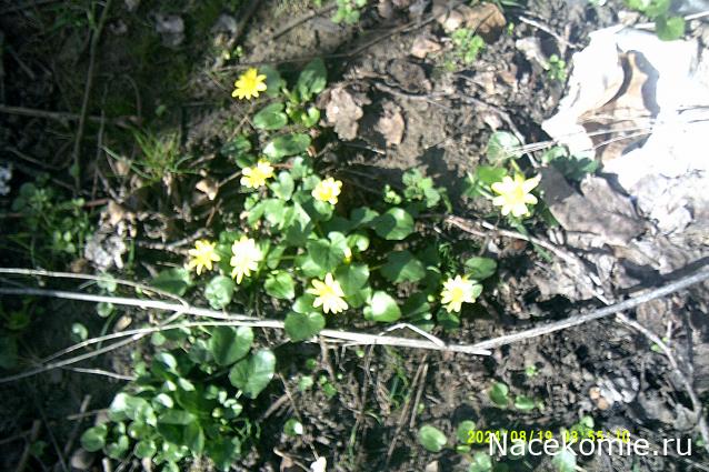 Eva1949 - Дом мечты-души моей воспоминания; 1Abrikoska - Мой гостеприимный дом