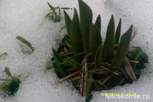 Eva1949 - Дом мечты-души моей воспоминания; 1Abrikoska - Мой гостеприимный дом