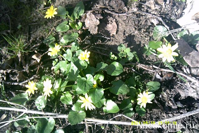 Eva1949 - Дом мечты-души моей воспоминания; 1Abrikoska - Мой гостеприимный дом