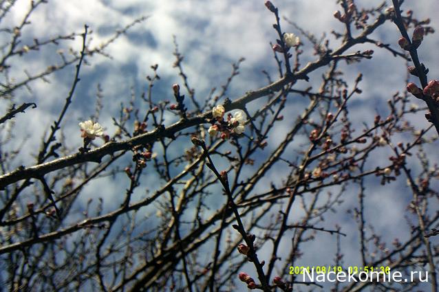 Eva1949 - Дом мечты-души моей воспоминания; 1Abrikoska - Мой гостеприимный дом