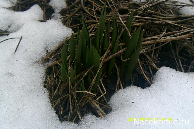 Eva1949 - Дом мечты-души моей воспоминания; 1Abrikoska - Мой гостеприимный дом