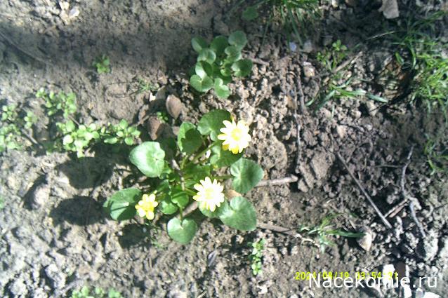 Eva1949 - Дом мечты-души моей воспоминания; 1Abrikoska - Мой гостеприимный дом