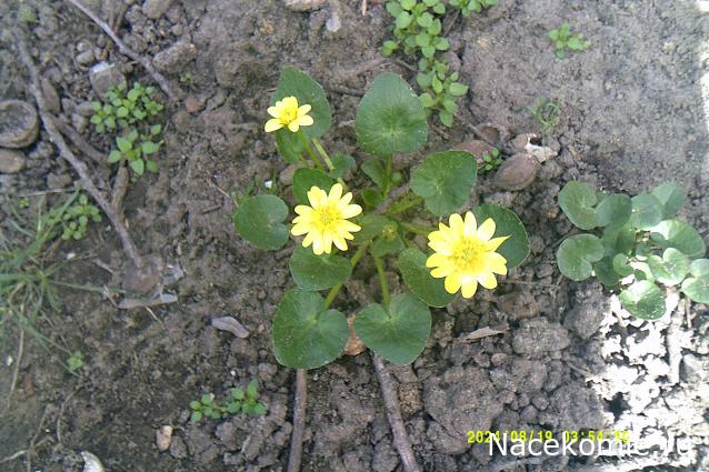 Eva1949 - Дом мечты-души моей воспоминания; 1Abrikoska - Мой гостеприимный дом