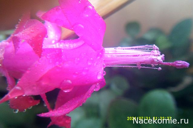 Eva1949 - Дом мечты-души моей воспоминания; 1Abrikoska - Мой гостеприимный дом