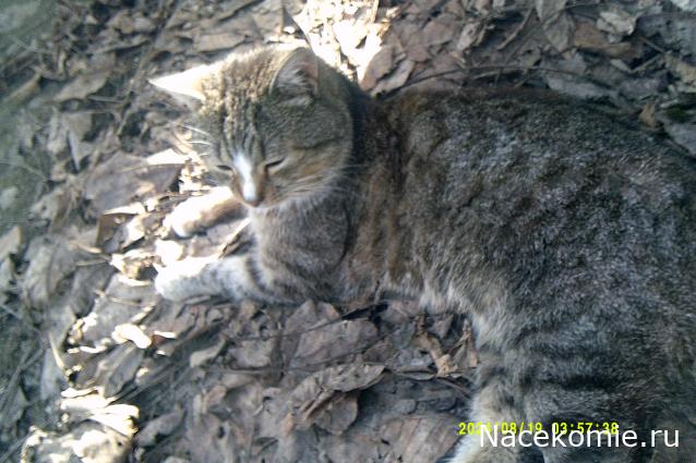 Eva1949 - Дом мечты-души моей воспоминания; 1Abrikoska - Мой гостеприимный дом