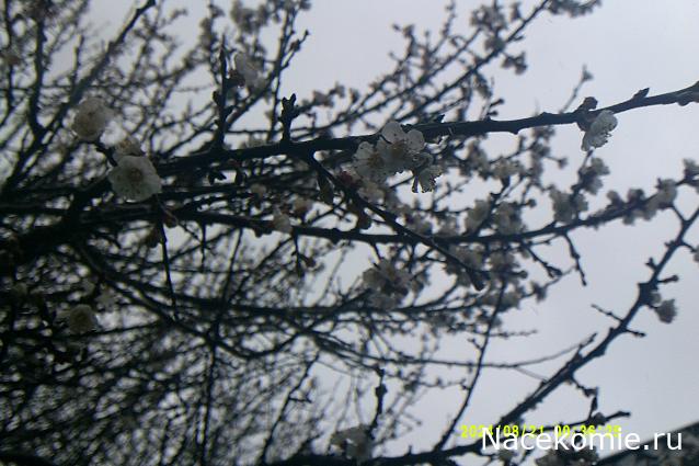 Eva1949 - Дом мечты-души моей воспоминания; 1Abrikoska - Мой гостеприимный дом