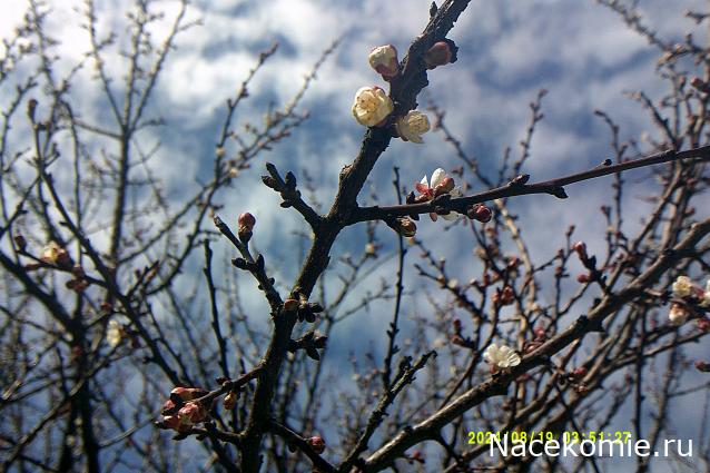 Eva1949 - Дом мечты-души моей воспоминания; 1Abrikoska - Мой гостеприимный дом