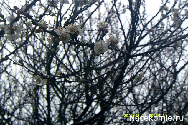 Eva1949 - Дом мечты-души моей воспоминания; 1Abrikoska - Мой гостеприимный дом